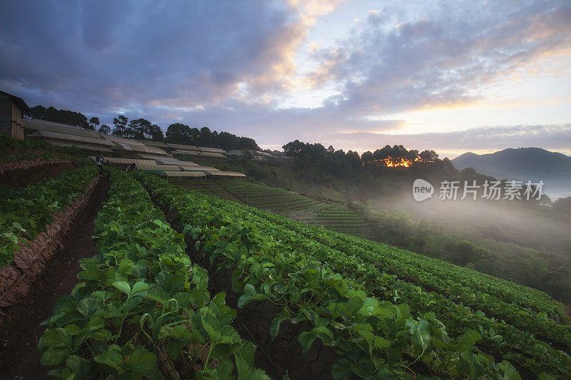 美丽的日出在草莓田梯田在doi angkang，泰国清迈